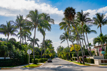 palm trees avenue with empty road. summer vacation - obrazy, fototapety, plakaty