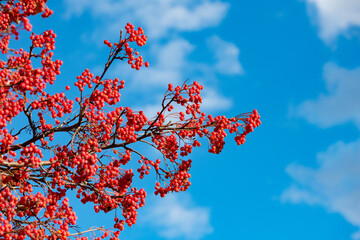 rowan tree with red berry on branch and sunny sky background