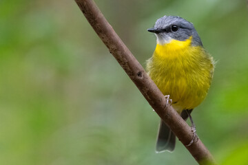 Eastern yellow robin (Eopsaltria australis) closeup portrait in the forest, NSW, Australia