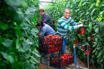 Team of workers harvests ripe red tomatoes in greenhouse