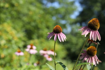 wildflower in summer 