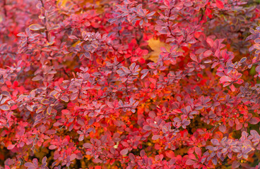 red autumn leaf nature background of barberry