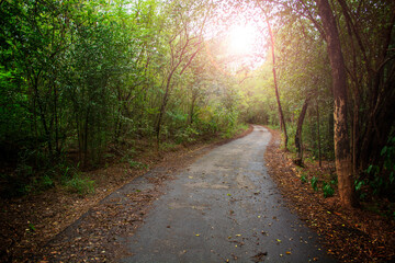 Beautiful road in tropical forest under the sunlight.