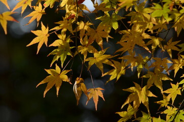 日差しをうけるもみじ