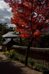 Fototapeta premium 唐招提寺の紅葉