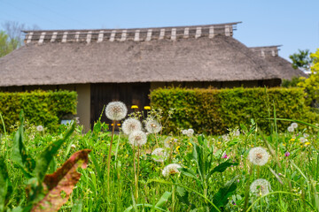 茅葺とたんぽぽ