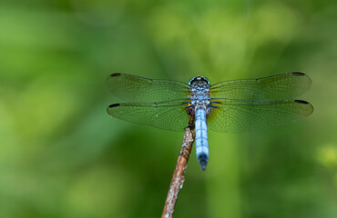 blue dragonfly on a branch