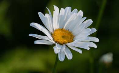 daisy flower