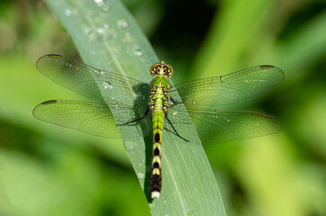 dragonfly on a leaf