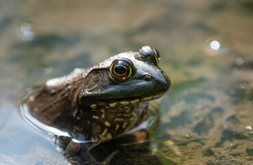 frog in the water