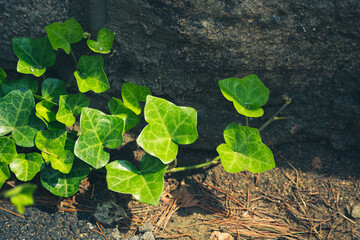 Green ivy on the vine 