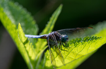 dragonfly on a leaf