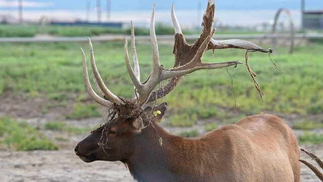 Bull Elk with velvet shredded on antlers and wire wrapped around them on an Elk Ranch.
