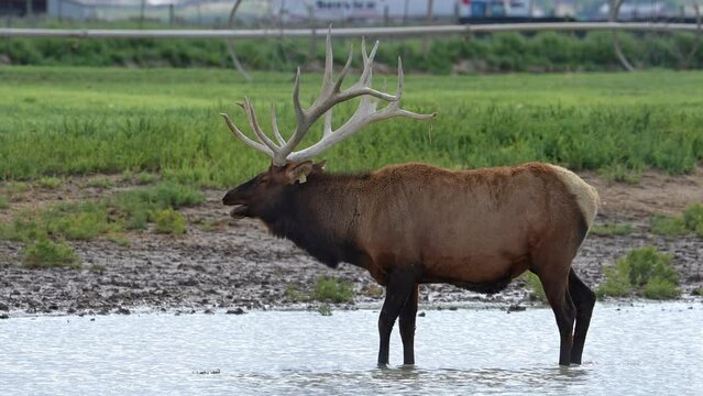 Bull Elk with large antlers standing in a pond at an Elk Ranch.