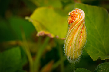 Flower of the budding pumpkin