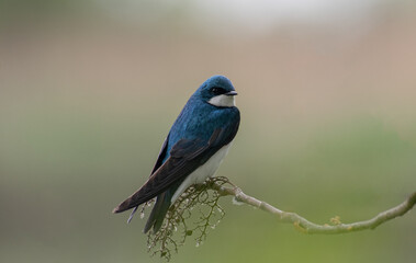 bird on a branch