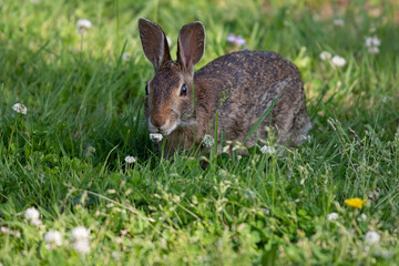 rabbit in the grass