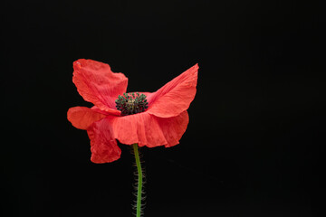 red poppy flower