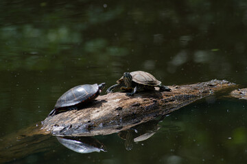 turtles in the pond