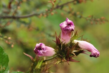 Obraz premium Pink flower in the garden