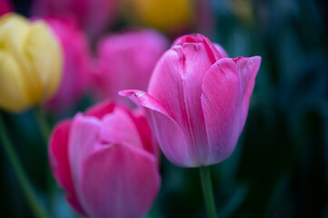 tulips in the garden