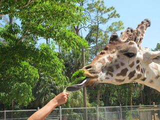 Head of a giraffe and tongue is grabbing lettuce from a hand