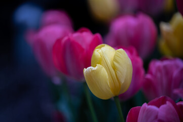 yellow and red tulips