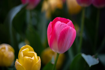 red and yellow tulips