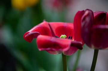 red tulip in the garden
