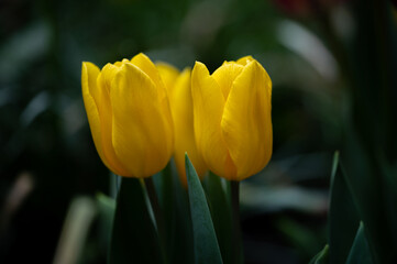 yellow tulip flower