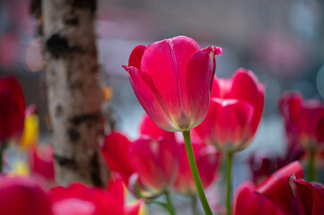 tulips in the garden