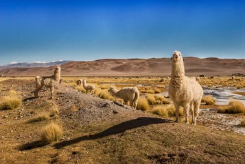 Fotobehang Llamas in Salta, Argentina © Mariano Nobile