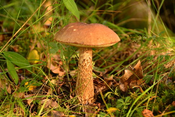 Mushroom in the forest