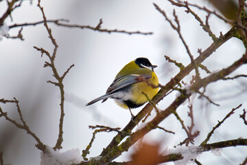 Yellow wild tit bird perching on tree branch on cold winter day