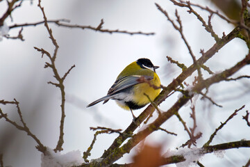 Naklejka premium Yellow wild tit bird perching on tree branch on cold winter day