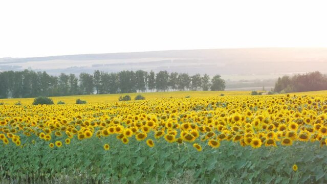 A field with blooming sunflowers at sunset, a camera slide, a large harvest of sunflower oil or seeds or margarine. Beautiful landscape.