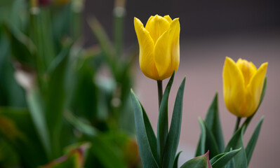 yellow tulips