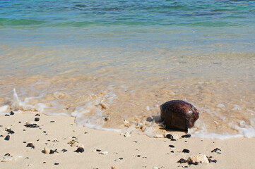 A coconut washed up on the beach of a tropical Pacific Island lagoon.