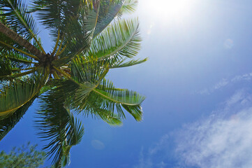 Looking up at coconut palm trees and a bright blue sky on a tropical Pacific Island.