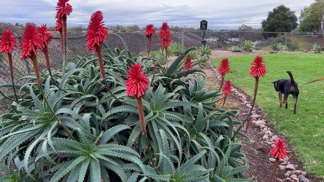 Walking the dog in spring aloe bloom in front