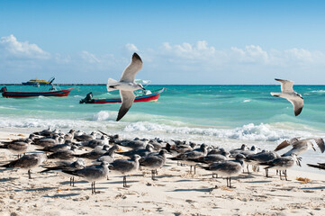 Seagulls rest on a tropical beach, and in the background fishing boats moored. Out of focus.