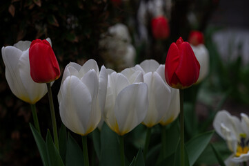 red and white tulips