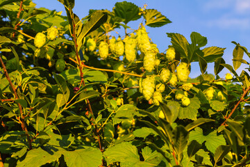 Green natural background. Beer brewing ingredients, hops on blue sky background at sunset.