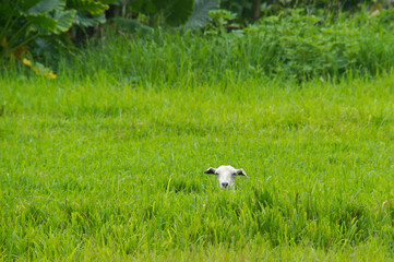 A white nanny goat stands in the long green grass only her head is visible