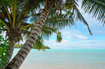 Fototapeta premium A view of the beautiful Rarotongan tropical lagoon through coconut palm trees.