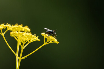 幸せを呼ぶ青い蜂～ブルービー
