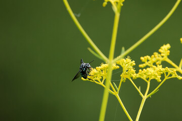 幸せを呼ぶ青い蜂～ブルービー