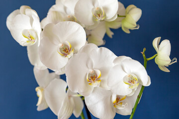 Fototapeta na wymiar Blossoming white phalaenopsis orchid on blue colored background, macro closeup