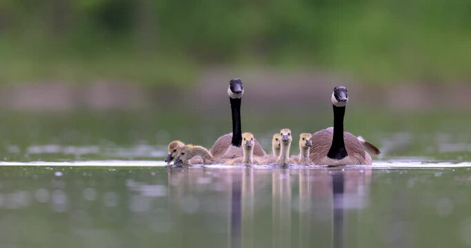 Canada gees family swimming in a lake