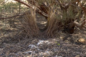 Naklejka na ściany i meble Western Bowerbird in Northern Territory Australia